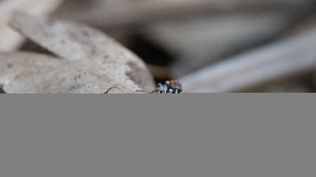 rear view of a male maratus volans spider about to jump