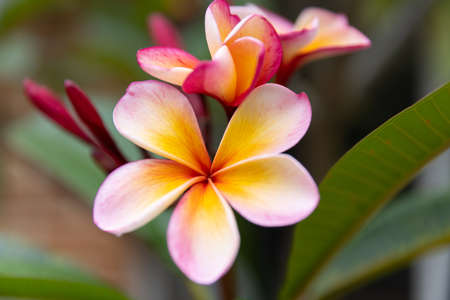 close up shot of pink frangipani flowersの写真素材