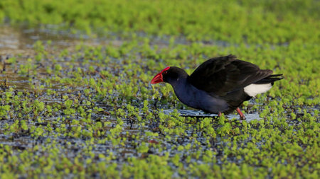 a purple swamphen feeding at a wetland on the central coast of nswの写真素材