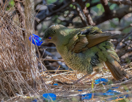 a female satin bowerbird bower holding a blue bottle cap at a bower in a forestの写真素材