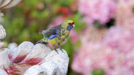 green rosella drinks from a garden fountain