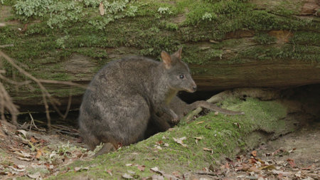 pademelon adult at mt field national parkの写真素材