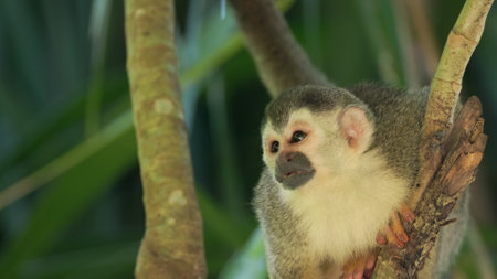 close up of a squirrel monkey in a tree at manuel antonio of costa rica