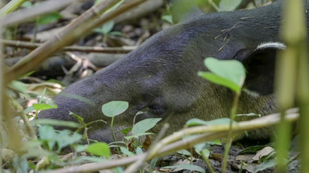 close up of a bairds tapir laying on the rainforest floor and resting
