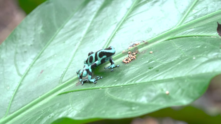 green and black poison dart frog on a leaf in costa rica