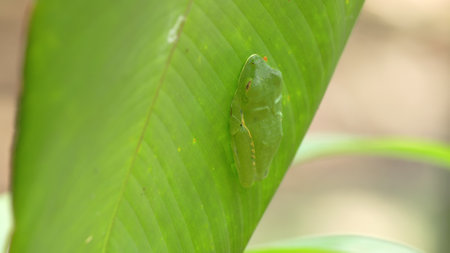 side view of a red-eyed tree frog sleeping on a leaf in a garden
