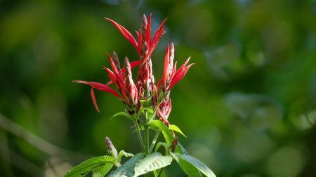 sunlit red flower, commonly known as a shrimp flower, growing in the rainforest