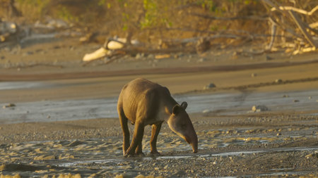 sunset shot of a bairds tapir approaching along sirena beach at corcovadoの写真素材