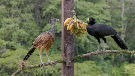 male and female great curassow bird eat bananasの写真素材