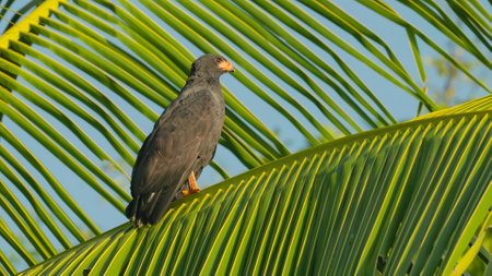 common black hawk perched in a coconut palm treeの写真素材