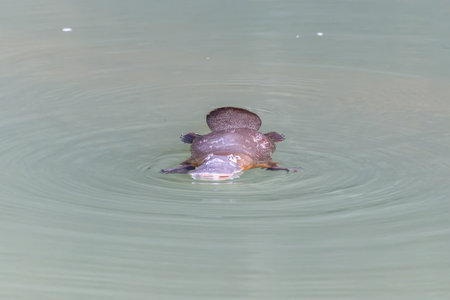 front view of a platypus chewing something in the broken river at eungella national park