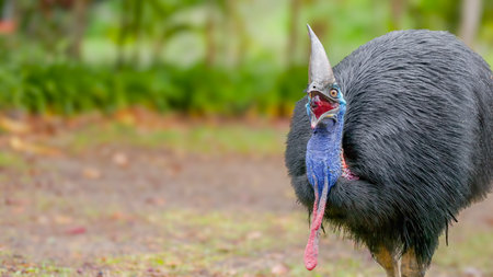 a front view of a southern cassowary swallowing a small piece of fruit at etty bay of queensland,...