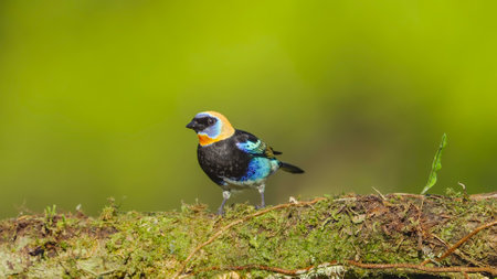 a golden-hooded tanager on a mossy branch in costa ricaの写真素材