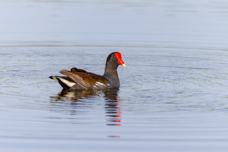 a common moorhen adult swimming in the wetlands at merritt island national wildlife refuge of florida, usaの写真素材