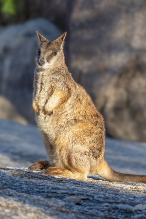 mareeba rock-wallaby sits on a boulder at granite gorgeの写真素材