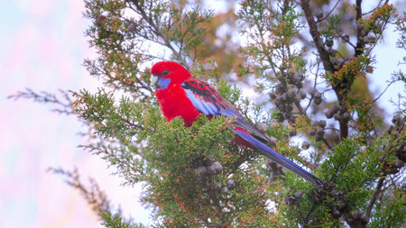 crimson rosella perching in a cypress pine preens its feathers