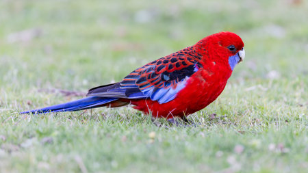 crimson rosella feeding on the ground at a parkの写真素材