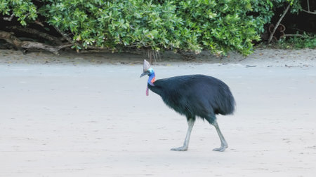 adult southern cassowary walking along the beachの写真素材