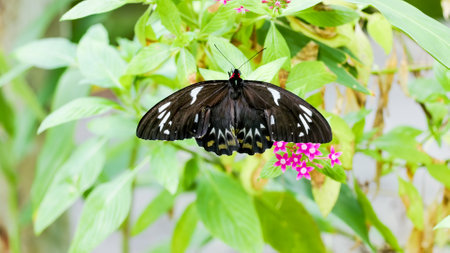 female cairns birdwing butterfly feeding on flowers