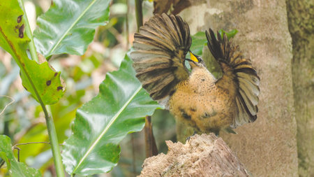 front view of an immature male victorias riflebird practicing a mating displayの写真素材