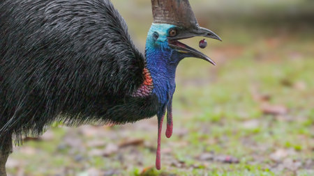 southern cassowary picking up and swallowing a piece of fruitの写真素材