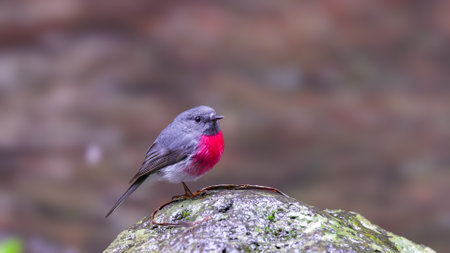 male rose robin standing on a rock at elabana fallsの写真素材