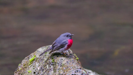 side view of a male rose robin on a rock at elebana falls in lamington np