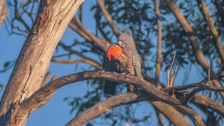 male and female gang-gang cockatoo mutual preening