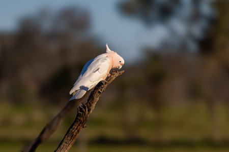 major mitchells cockatoo chews on wood from a dead tree trunk