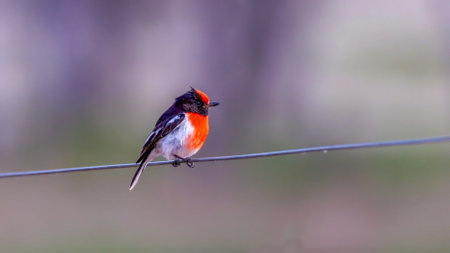male red-capped robin perching on a wire fence at paddabilla boreの写真素材