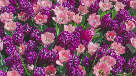 close shot of pink tulips and magenta hyacinths at Keukenhof gardensの写真素材