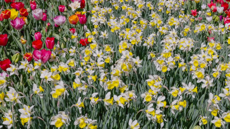 daffodils and tulips in a flowerbed at Keukenhof gardensの写真素材