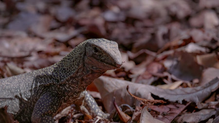 close up as a clouded monitor lizard at singaporeの写真素材