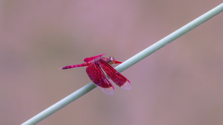side on shot of a male common parasol dragonfly resting on a leaf