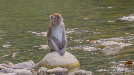 long-tailed macaque sits on a rock beside the river at bukit lawang