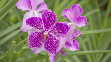 white and purple orchid flower in singapore botanic gardens