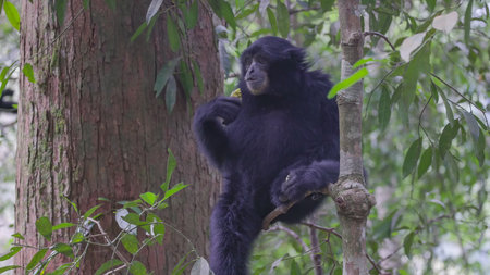 a sumartran siamang sits on a branch and eats part of a fruit in the rainforest of gunung leuser national park on sumatra, indonesiaの写真素材