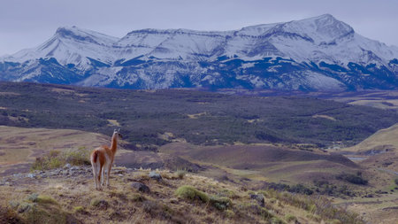 a wide shot of a lone guanaco standing on a hillside and looking out over a valley and snow covered mountains at torres del paine national park in patagonia, chileの写真素材