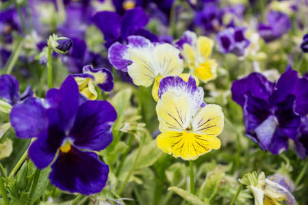 a lot of yellow and blue primroses