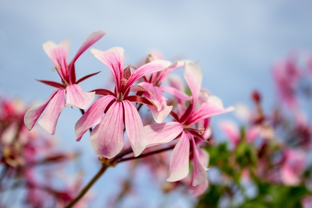 rose geranium with sky backgroundの写真素材