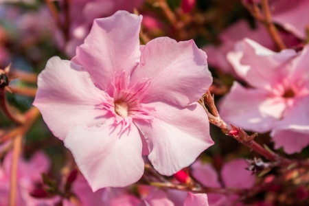 oleander tree with beautiful pink  flowersの写真素材