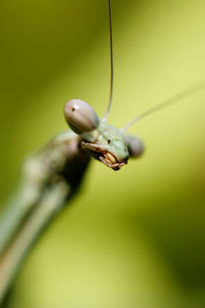 Extreme macro shot of a Praying mantis