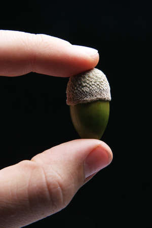 Hand holding acorn on a black backgroundの写真素材