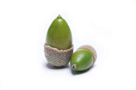 Acorns on a white backgroundの写真素材