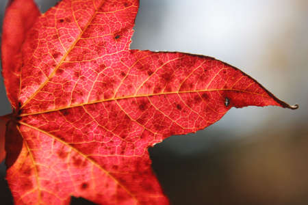 Beautifully colored red autum leafの写真素材