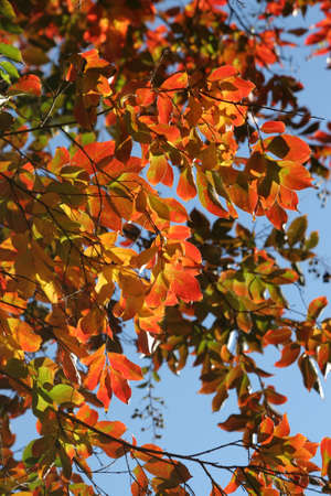 Beautiful autum leaves against sky