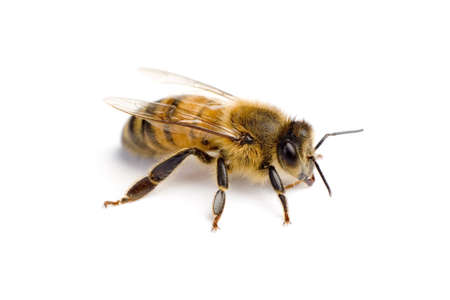 Worker bee on white surface