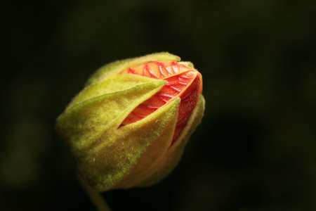 Flower bud closeup on a dark backgroundの写真素材