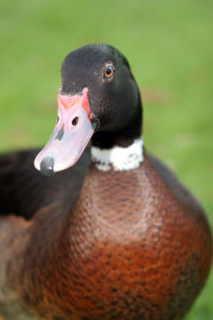 Closeup shot of a Duckの写真素材
