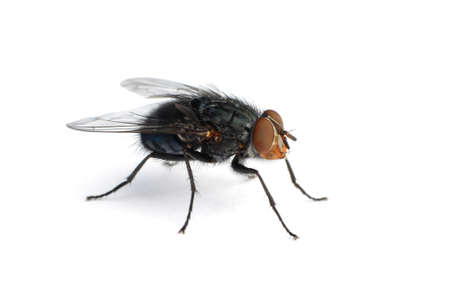 Extreme macro of a common houseflyの写真素材